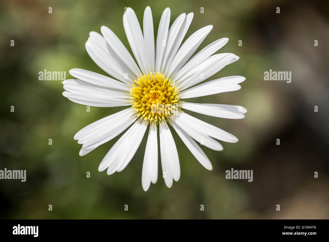 Celmisia Hookeri - White Daisy wie Blume mit gelber Mitte weichen Hintergrund unscharf Laub Stockfoto
