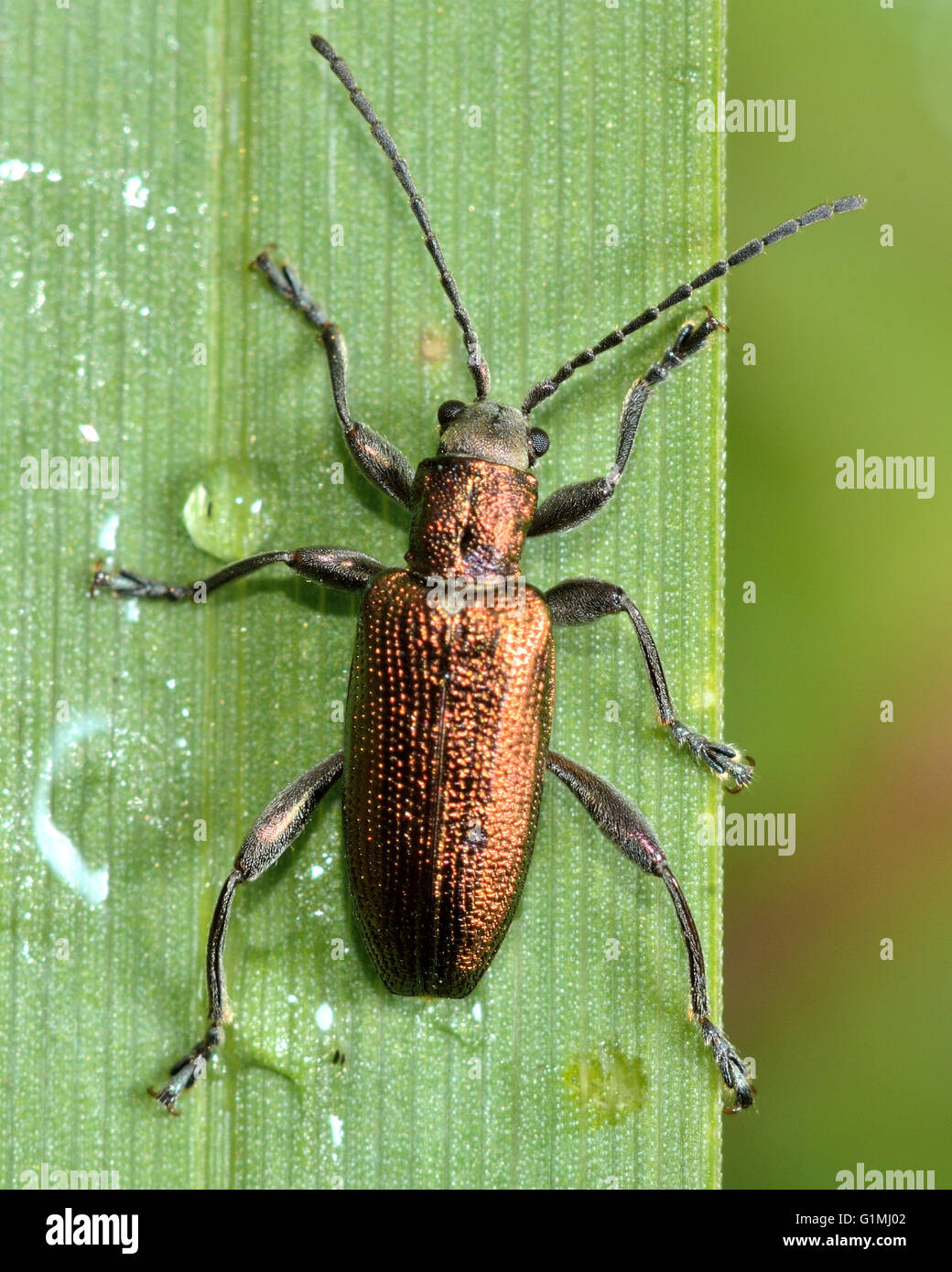 Wie Semicuprea Reed Käfer auf die Vegetation. Käfer in der Familie Crysomelidae, gefunden auf Feuchtgebiet vegetation Stockfoto