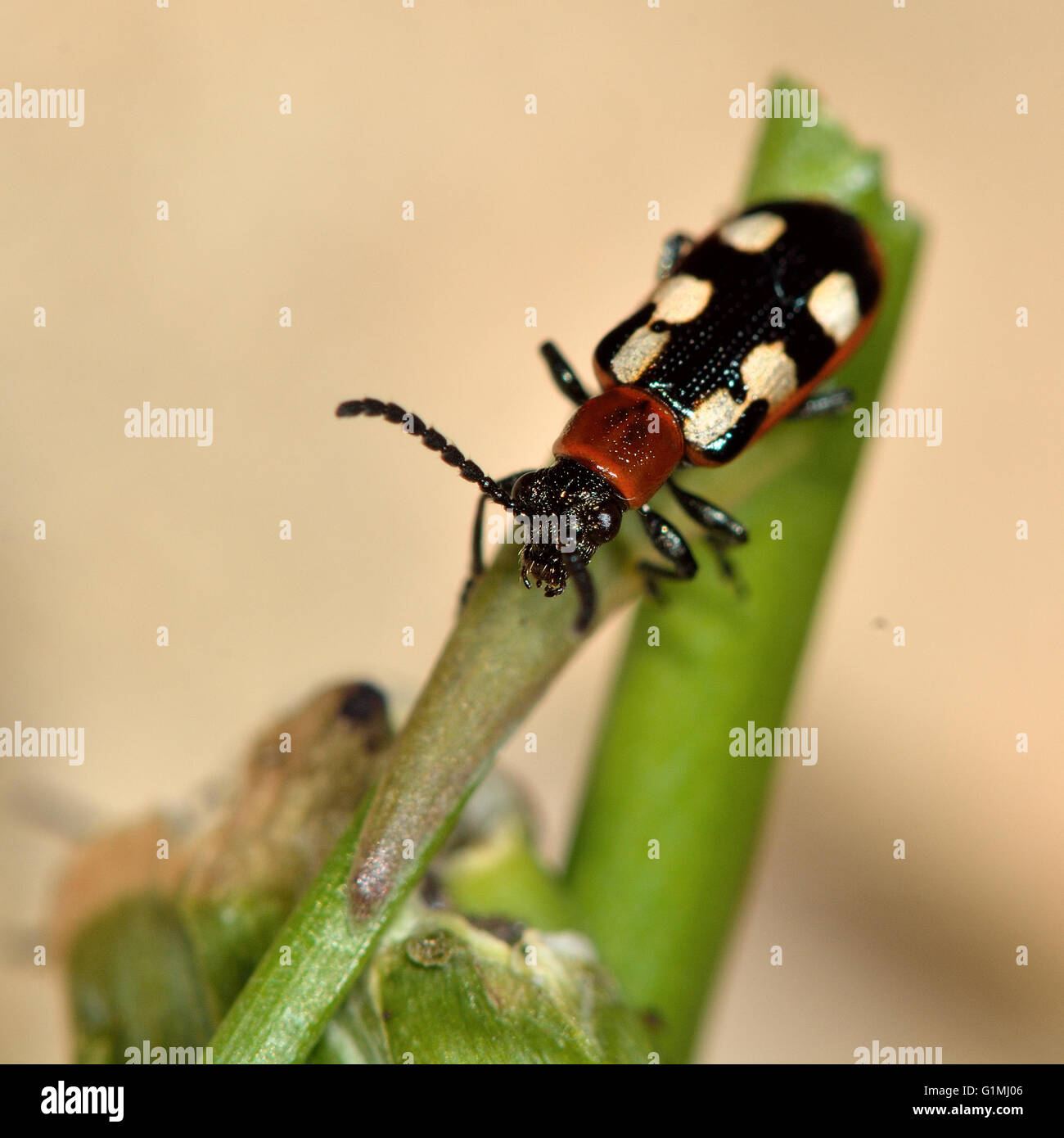 Spargel-Käfer (Crioceris Asparagi) auf beschädigte Stamm von Gemüse. Vertraut Garten Schädlinge von Pflanzen ernähren sich von Pflanzen Stockfoto