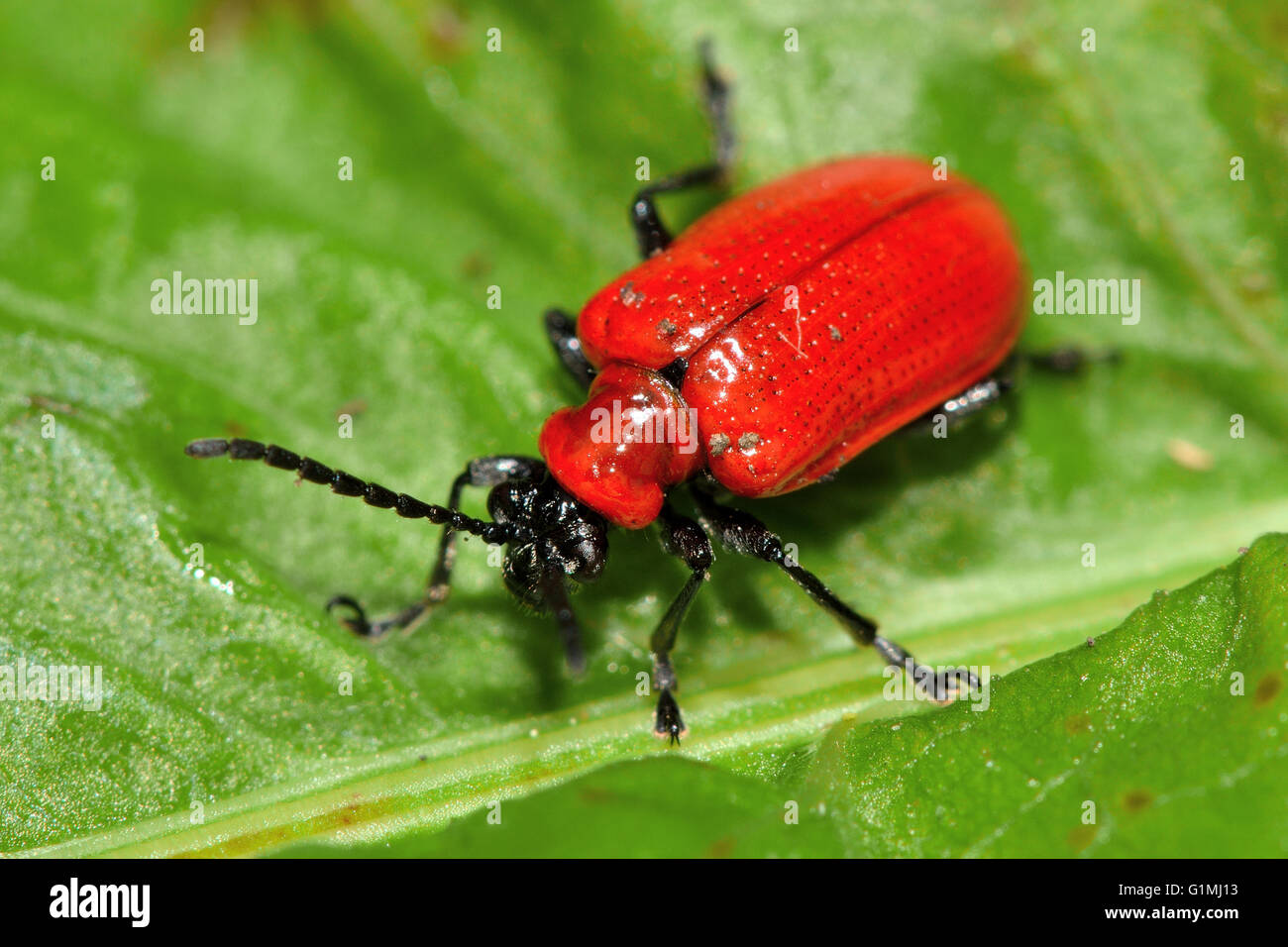 Scarlet Lily Käfer (Lilioceris Lilii). Auffallende rote Käfer in der Familie Crysomelidae, bekannt als Schädling von Gartenpflanzen Stockfoto