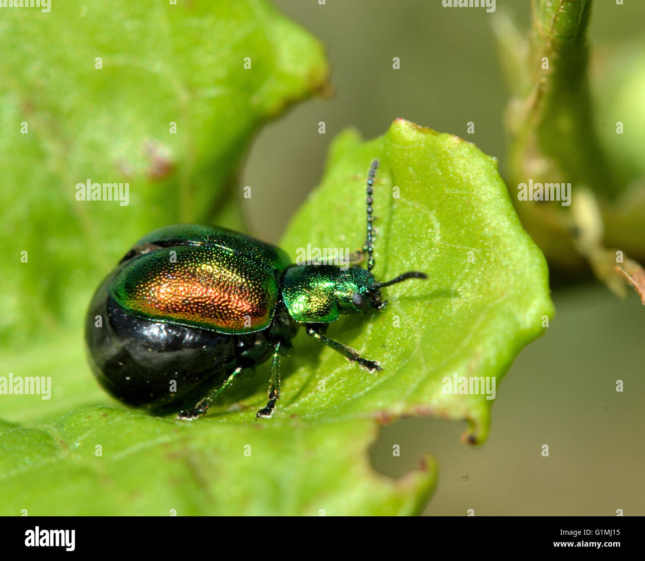 Green dock Käfer (Gastrophysa Viridula) trächtige Weibchen. Weibliche Käfer in der Familie Crysomelidae, mit Bauch aufgebläht Stockfoto