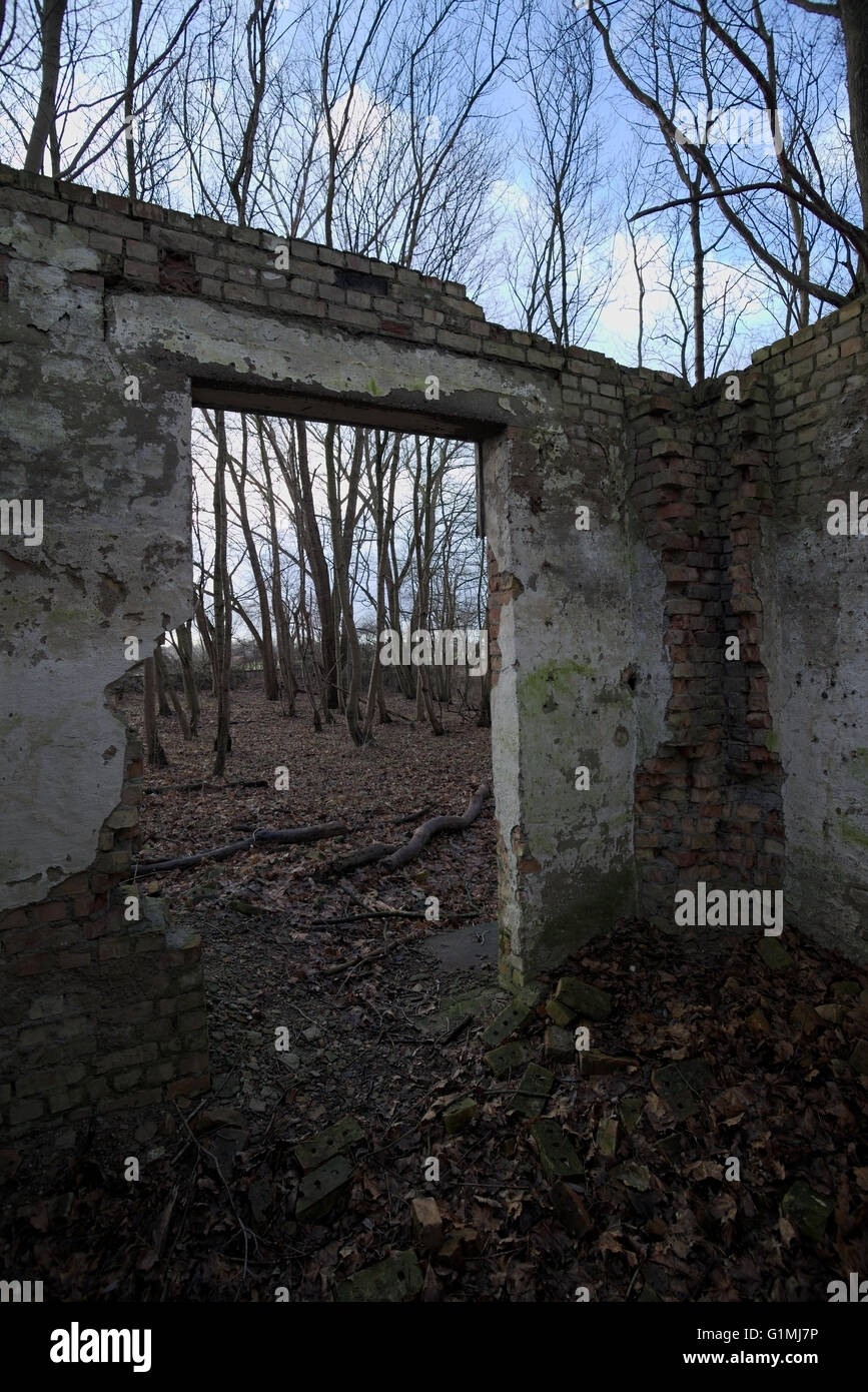 Schauen Sie durch den Eingang eines verfallenen Hauses im Wald mit einer kreativen aufwärts Perspektive, einschließlich den blauen Himmel. Stockfoto