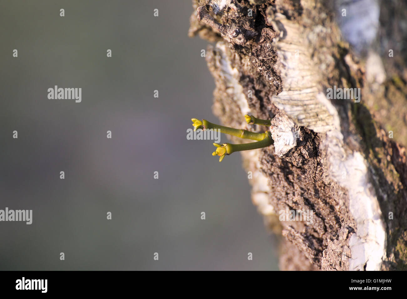 Junger Spross der Europäischen Mistel (Viscum Album) aus der zerfurchte Rinde der Birke wächst. Stockfoto