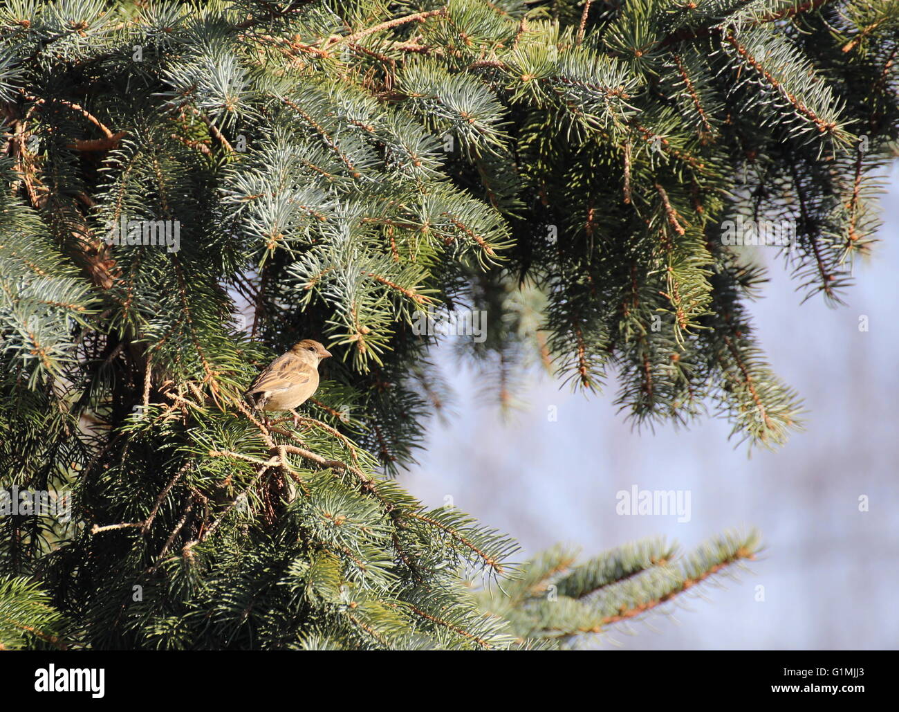 Famale Haussperling (Passer Domesticus) in einem Nadelbaum in der Sonne sitzen. Stockfoto