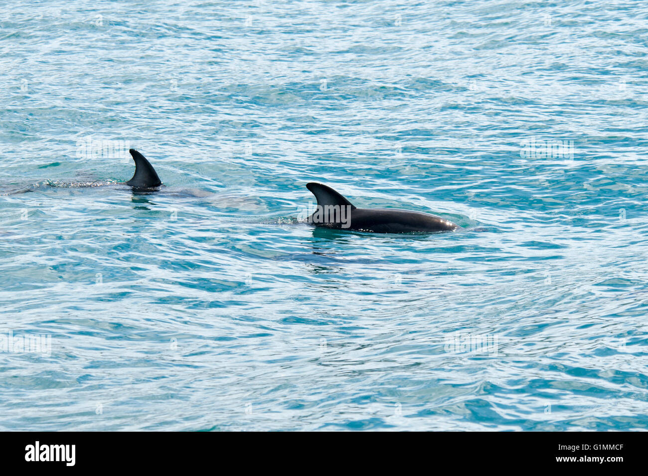 Dusky Dolphin Schwimmen im Pazifischen Ozean in der Nähe von Kaikoura in Neuseeland. Stockfoto