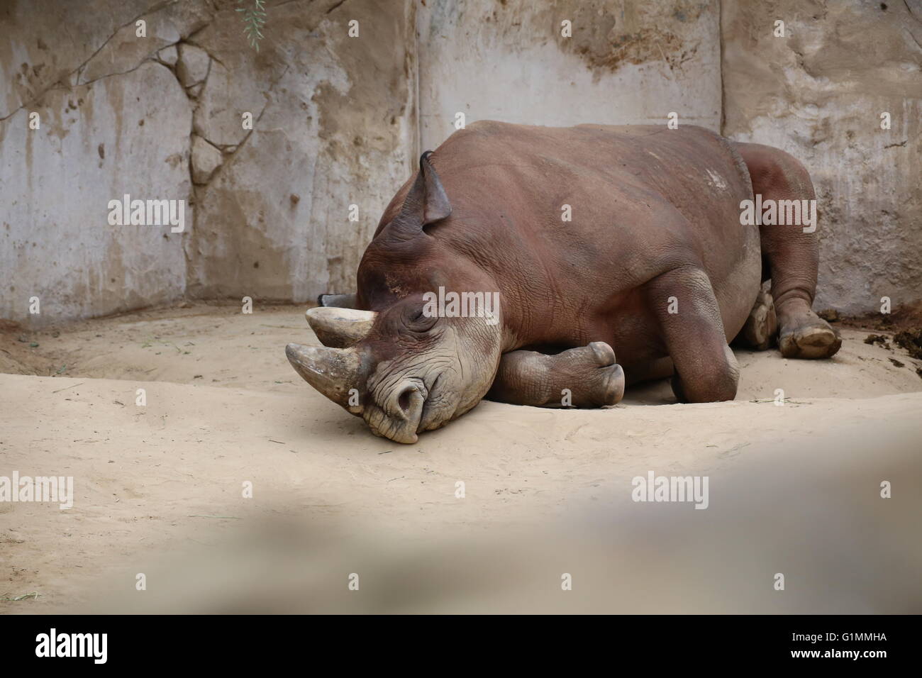 Schwarze Nashorn (Diceros Bicornis) auf dem Boden liegend. Stockfoto