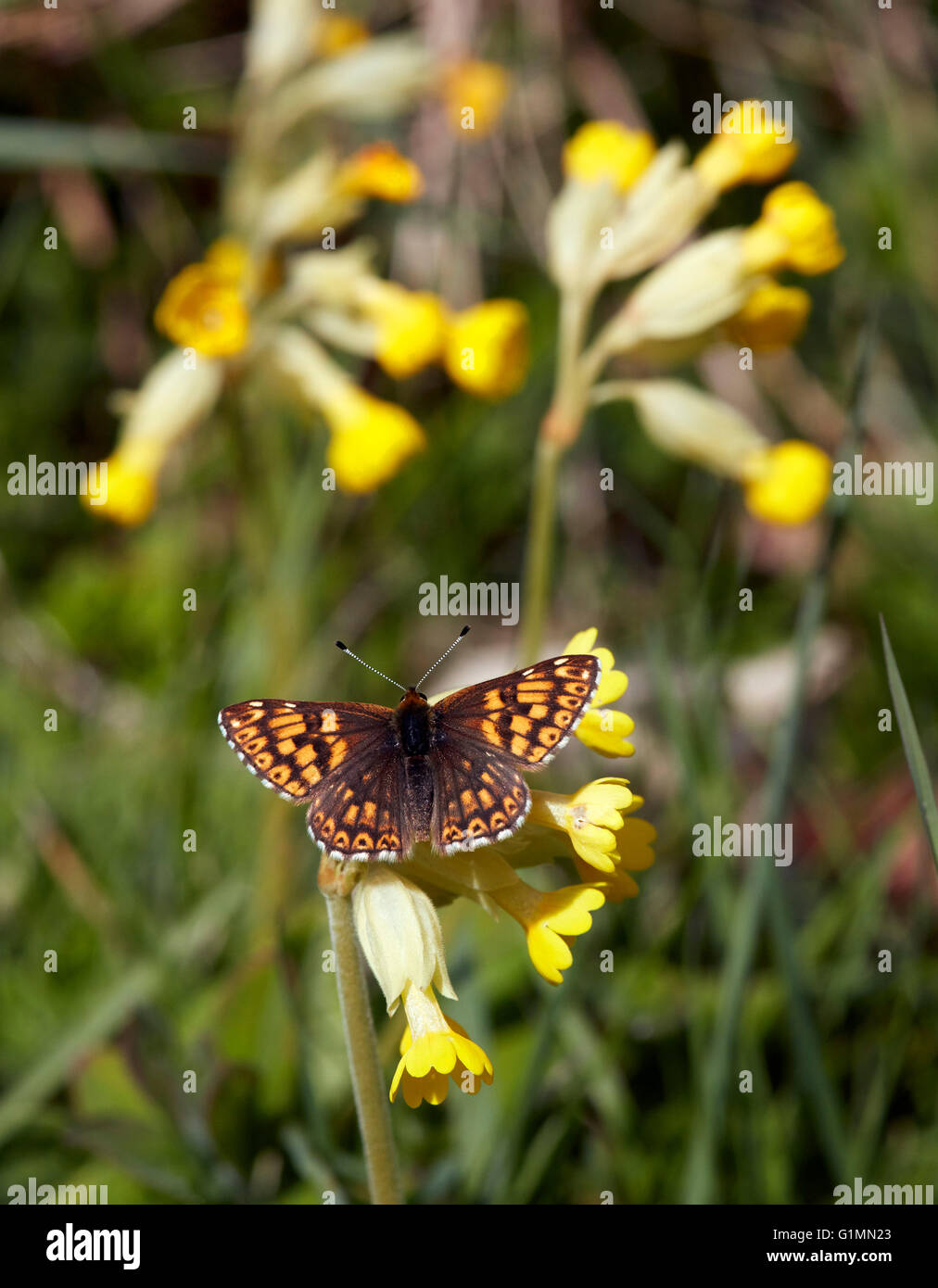 Herzog von Burgund Schmetterling auf Schlüsselblume Blumen.  Noar Hill Naturschutzgebiet, Selborne, Hampshire, Surrey, England. Stockfoto