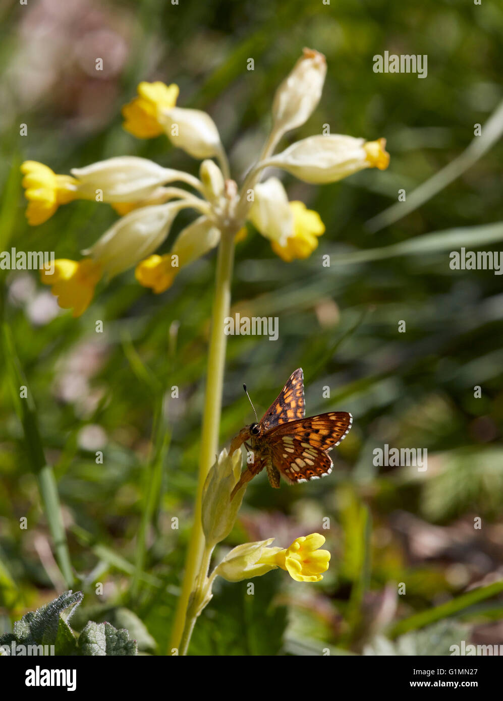 Herzog von Burgund Schmetterling auf Schlüsselblume Blüte.  Noar Hill Naturschutzgebiet, Selborne, Hampshire, Surrey, England. Stockfoto