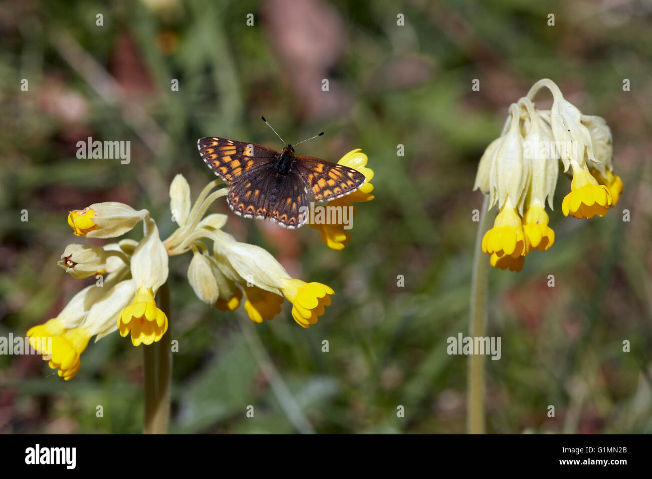 Herzog von Burgund Schmetterling auf Schlüsselblume Blumen.  Noar Hill Naturschutzgebiet, Selborne, Hampshire, Surrey, England. Stockfoto