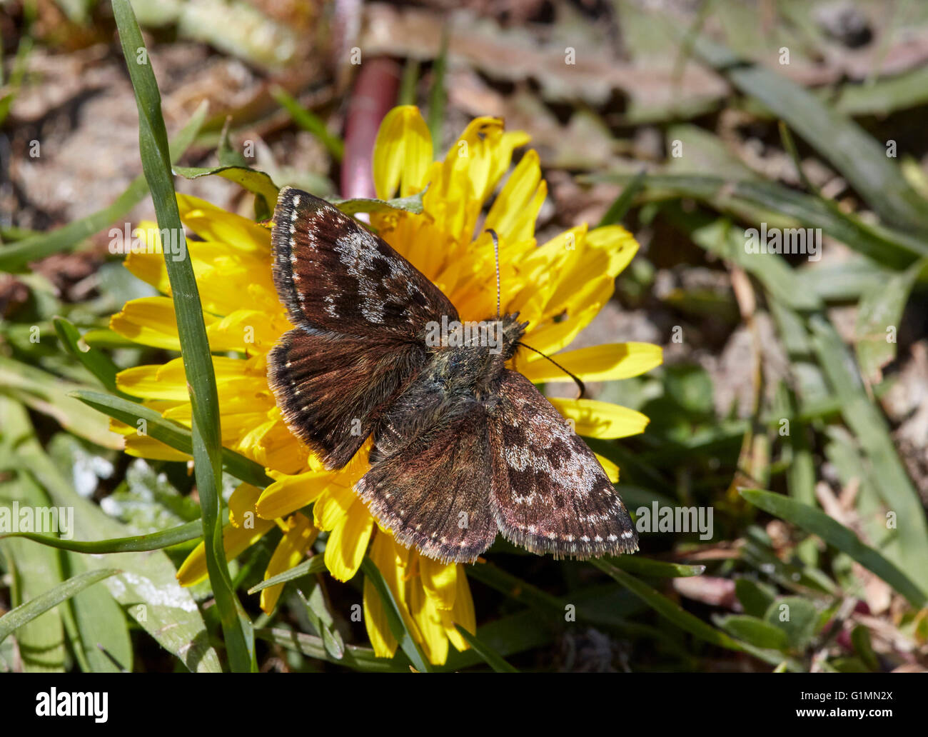 Schmuddeligen Skipper Schmetterling auf Löwenzahn.  Noar Hill Naturschutzgebiet, Selborne, Hampshire, Surrey, England. Stockfoto