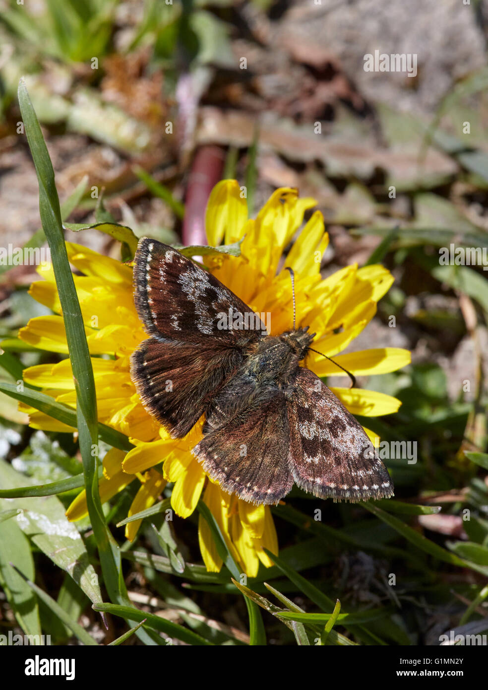 Schmuddeligen Skipper Schmetterling auf Löwenzahn.  Noar Hill Naturschutzgebiet, Selborne, Hampshire, Surrey, England. Stockfoto