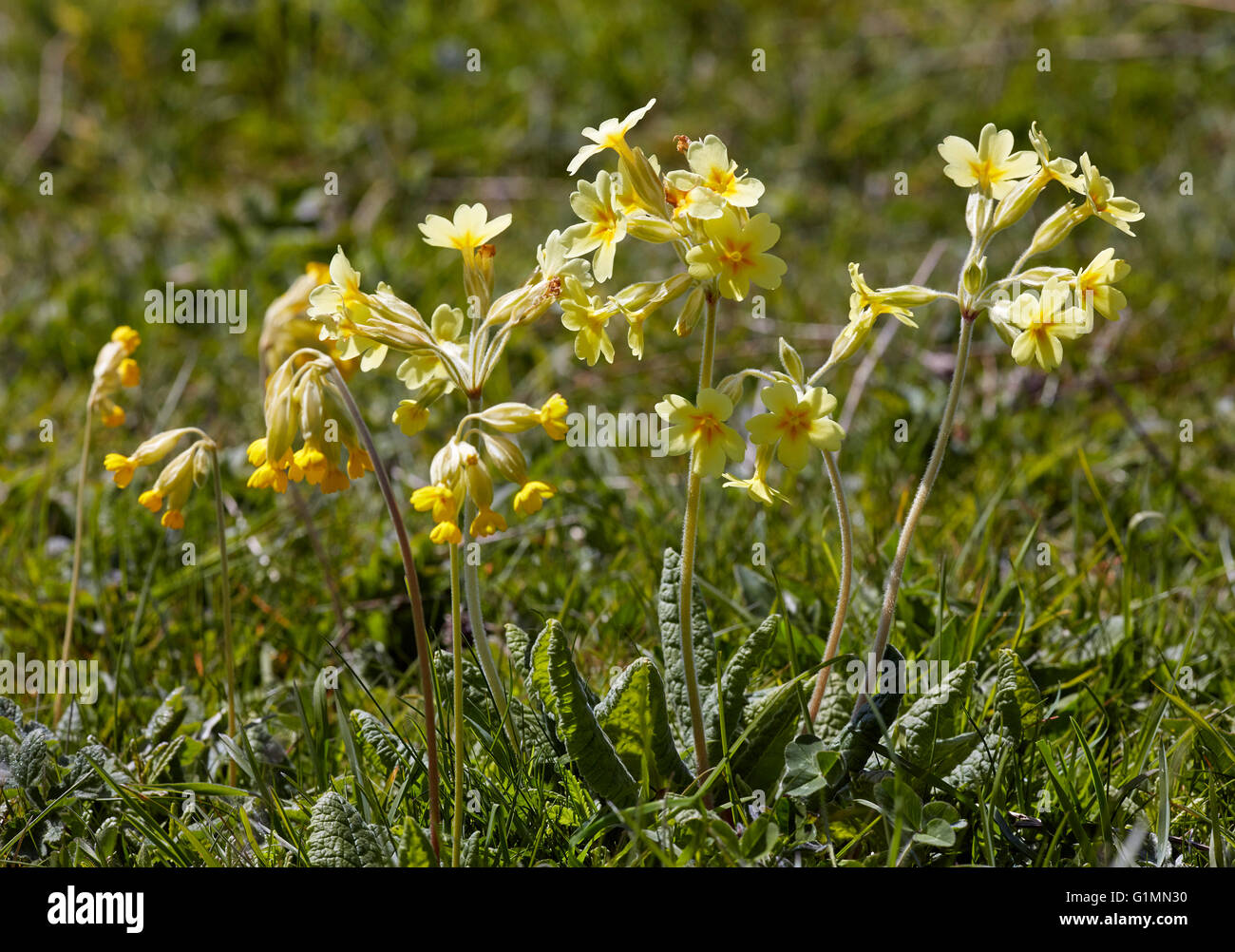 Schlüsselblumen (links) und falsche Oxlips (Primula Veris X vulgaris = Primula X polyantha).  Noar Hill Naturschutzgebiet, Selborne, Hampshir Stockfoto