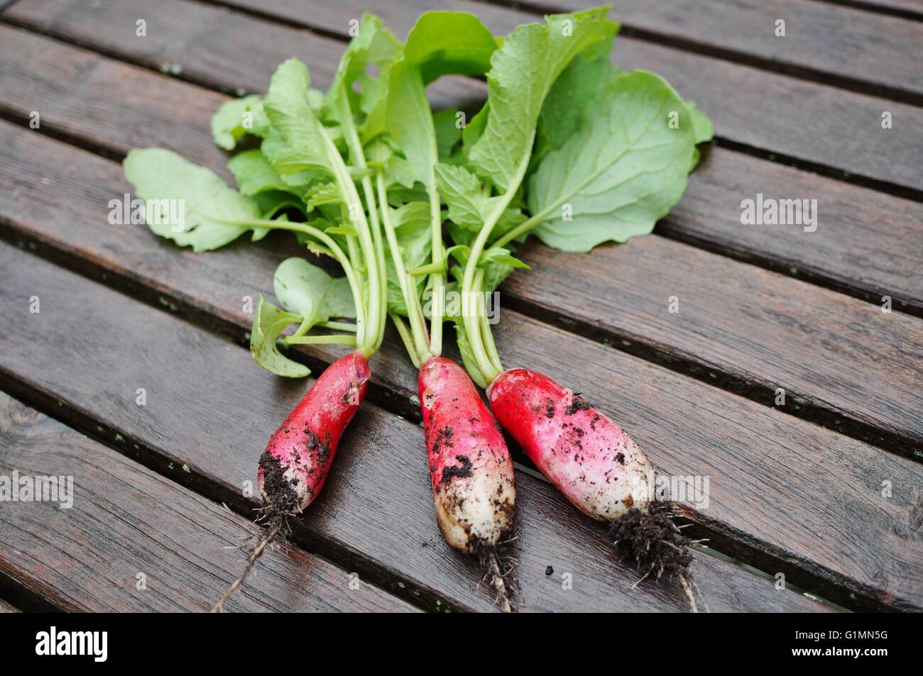 Drei Radieschen frisch aus dem Boden mit Erde und Wurzeln noch befestigt gezogen Stockfoto