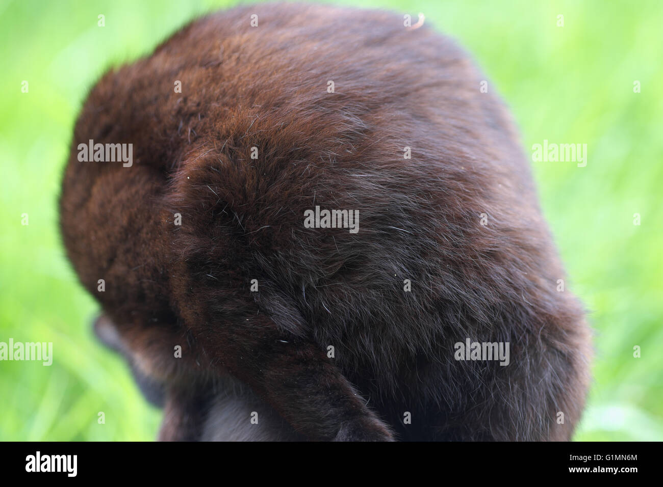 Katze beschäftigt Reinigung selbst umdrehen Stockfoto