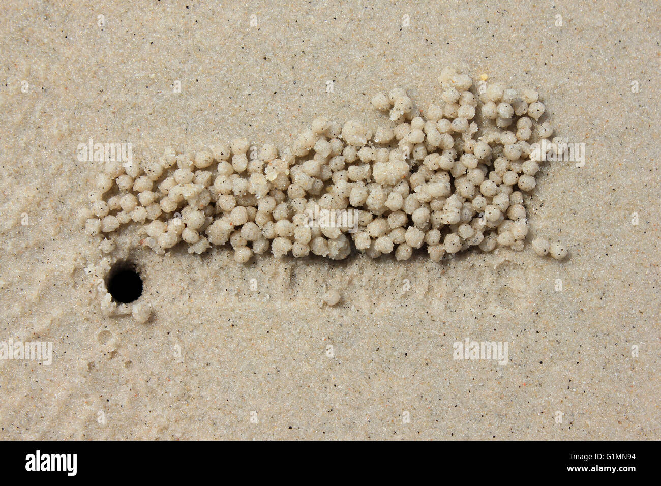 Kugeln der Sand draußen Krabben Graben gemacht durch die Sand Bubbler Krabbe Dotilla fenestrata Stockfoto