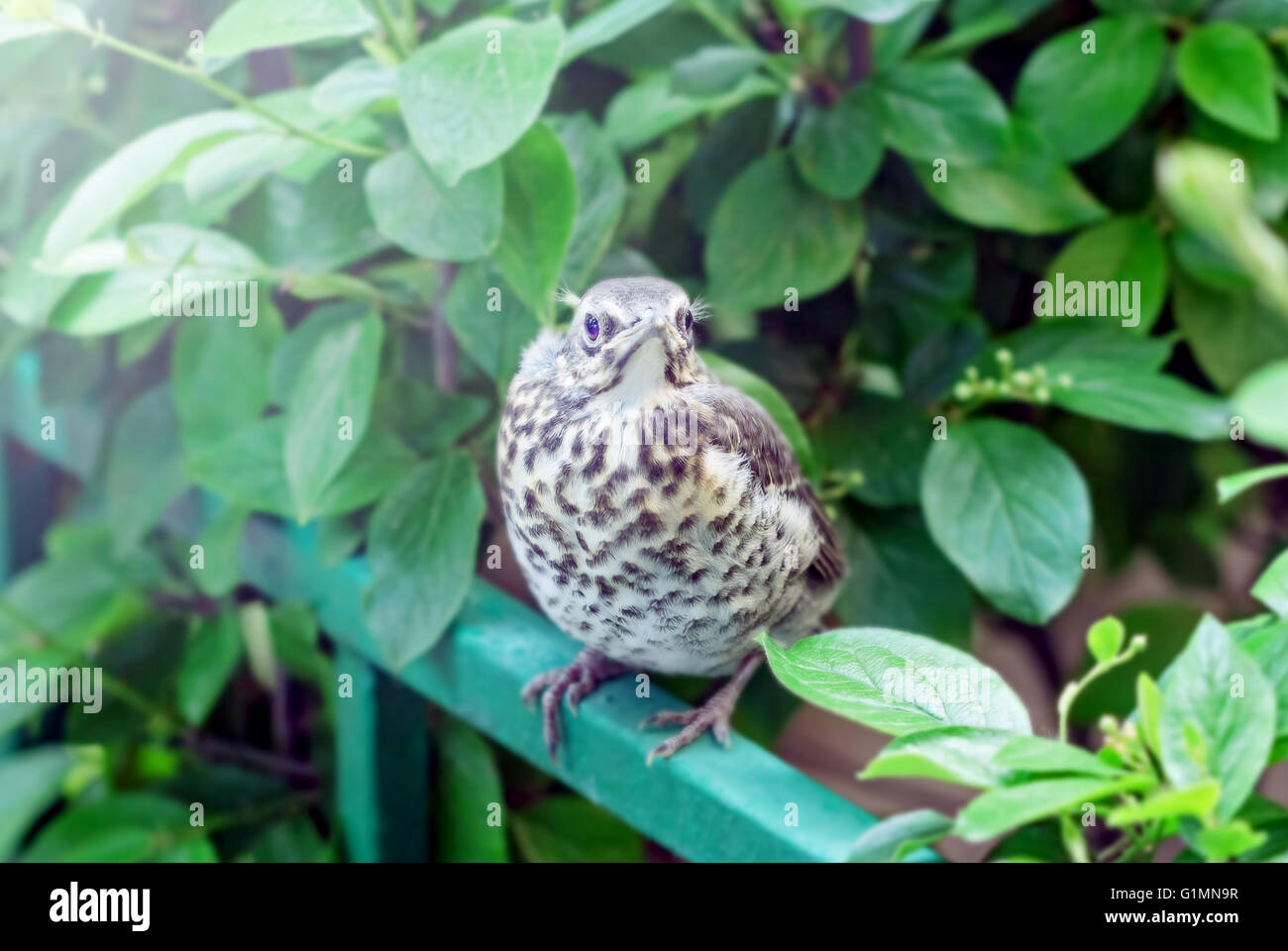 Vogel auf Zaun im grünen Büschen am Tag Stockfoto