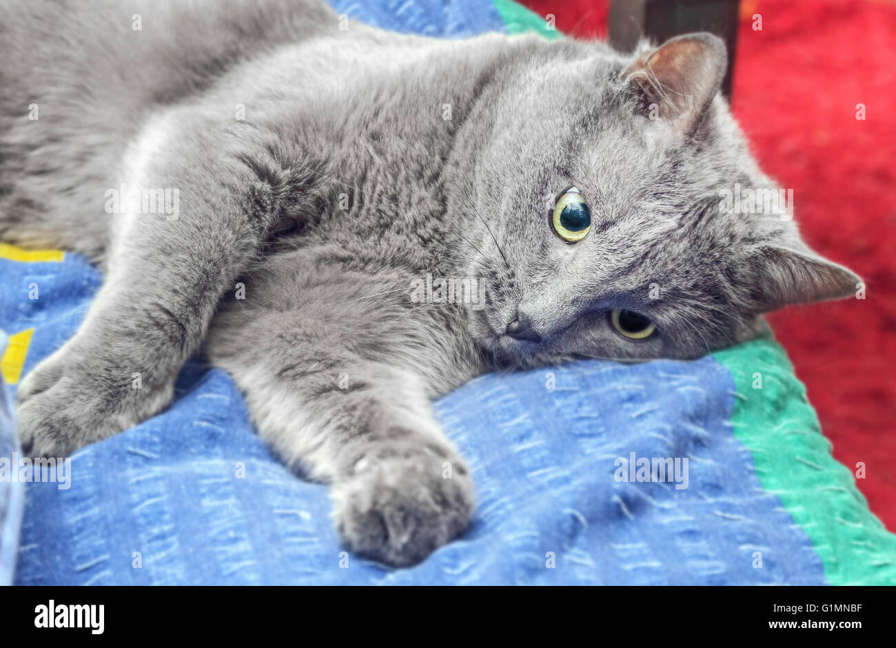 Schöne Erwachsene graue Katze traurig auf Bett liegend Stockfoto