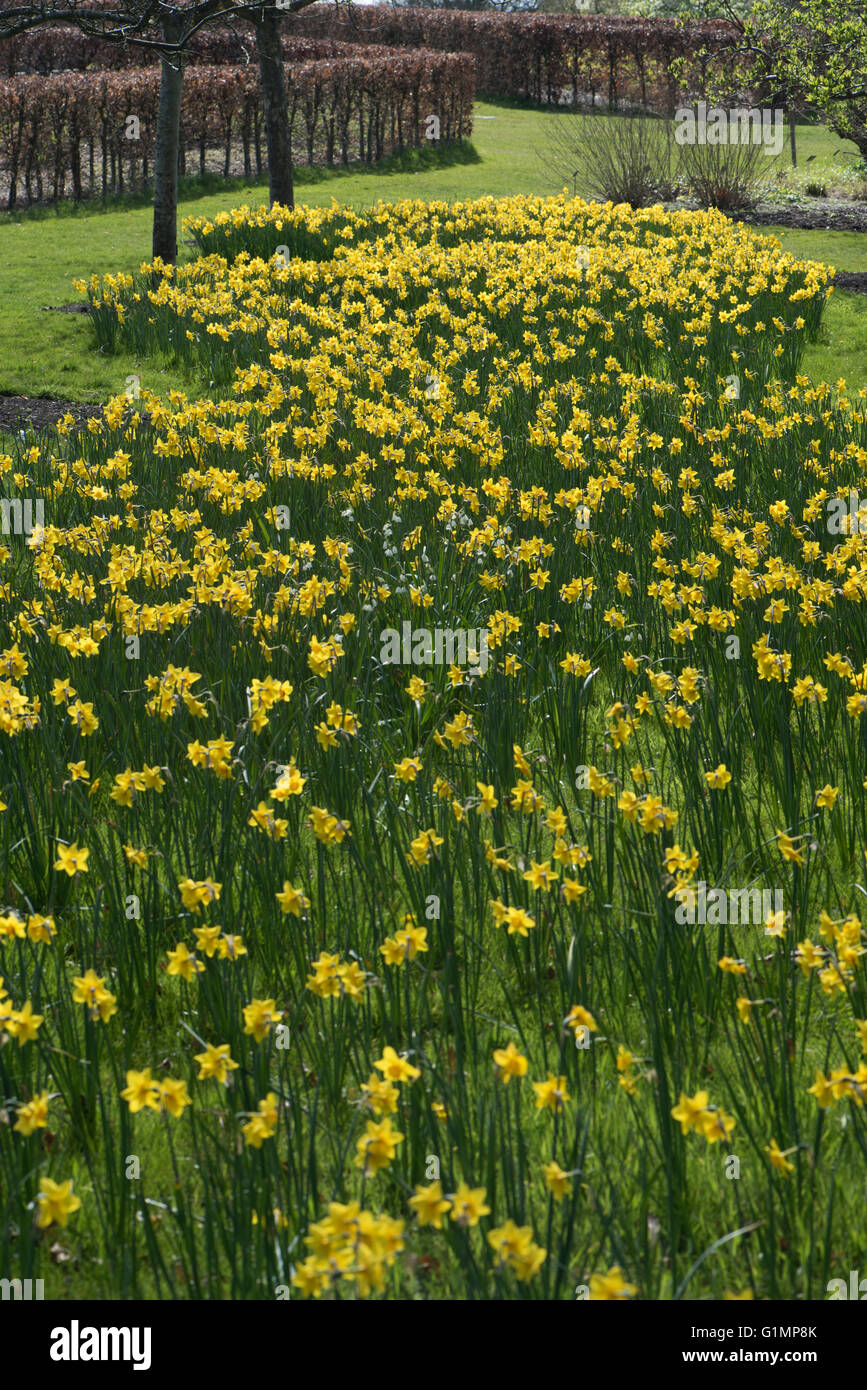 Narzissen-Sorten, Narzissen, wächst in einem Rasen, Surrey, UK, April. Stockfoto