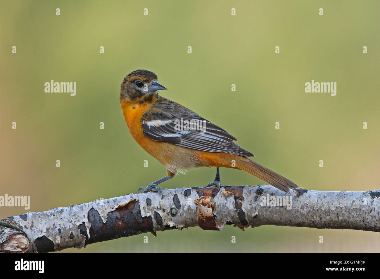 Weibliche Baltimore Oriole Sitzstangen auf Birke Zweig im Frühling Stockfoto