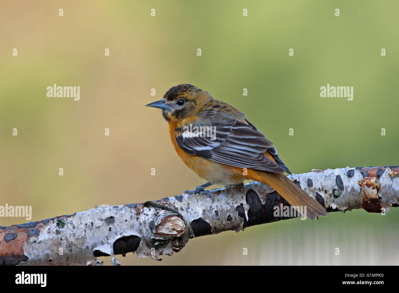 Weibliche Baltimore Oriole Sitzstangen auf Birke Zweig im Frühling Stockfoto