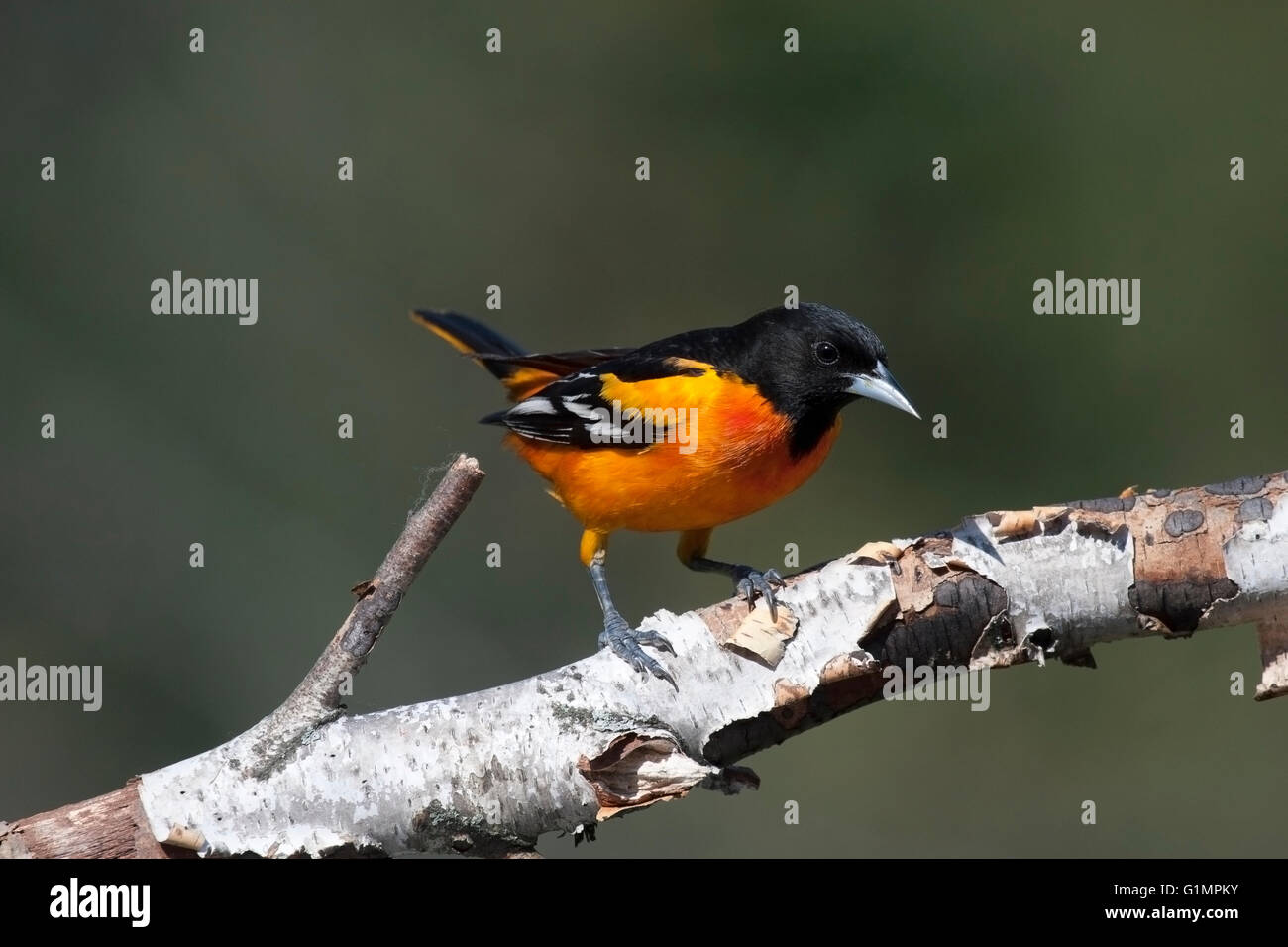 Männliche Baltimore Oriole Sitzstangen auf Birke Zweig im Frühling Stockfoto