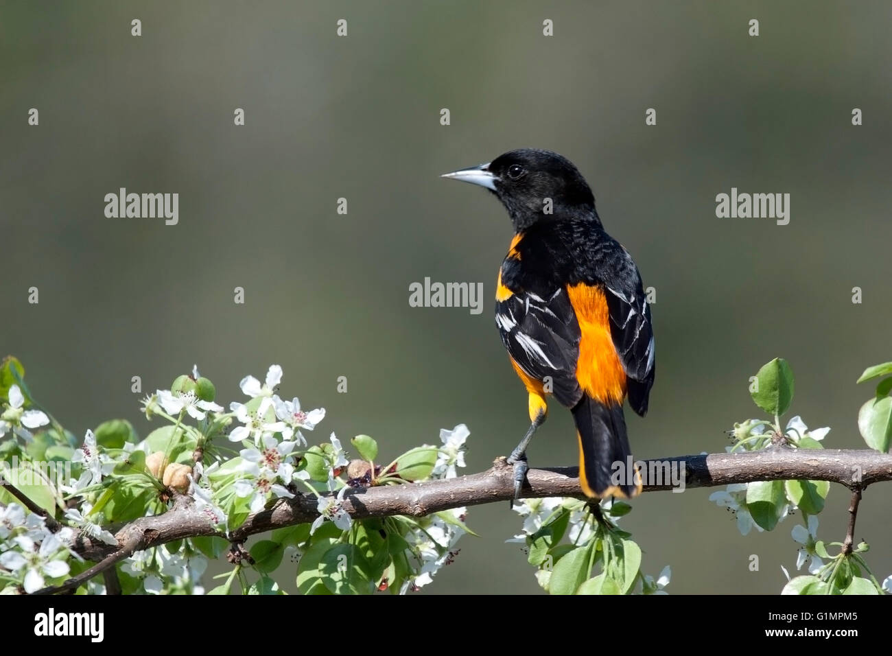 Männliche Baltimore Oriole Sitzstangen auf Blühender Zweig im Frühling Stockfoto