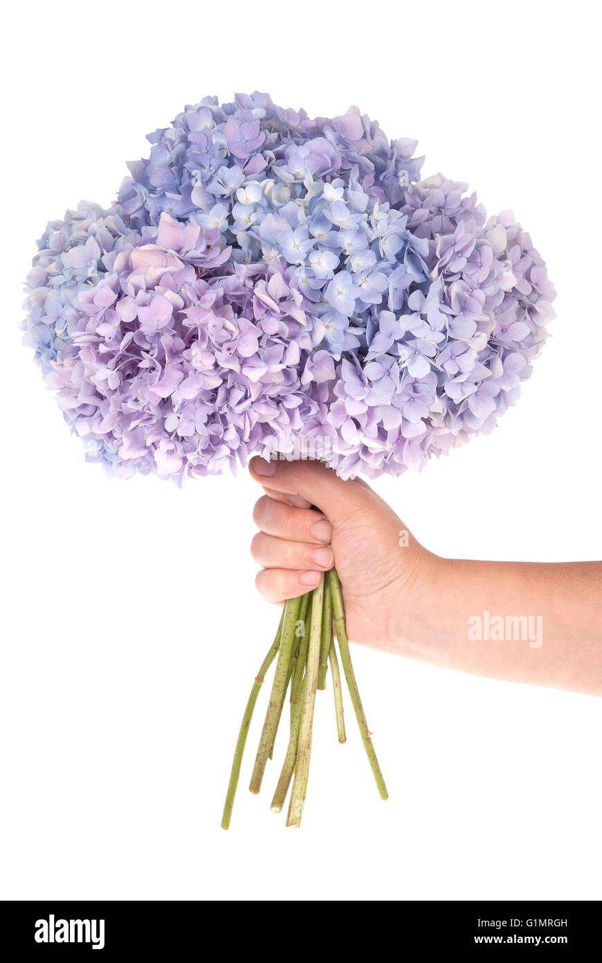 Lila Blume Hortensie in der Hand auf weißem Hintergrund. Clipping-Pfad im Inneren Stockfoto