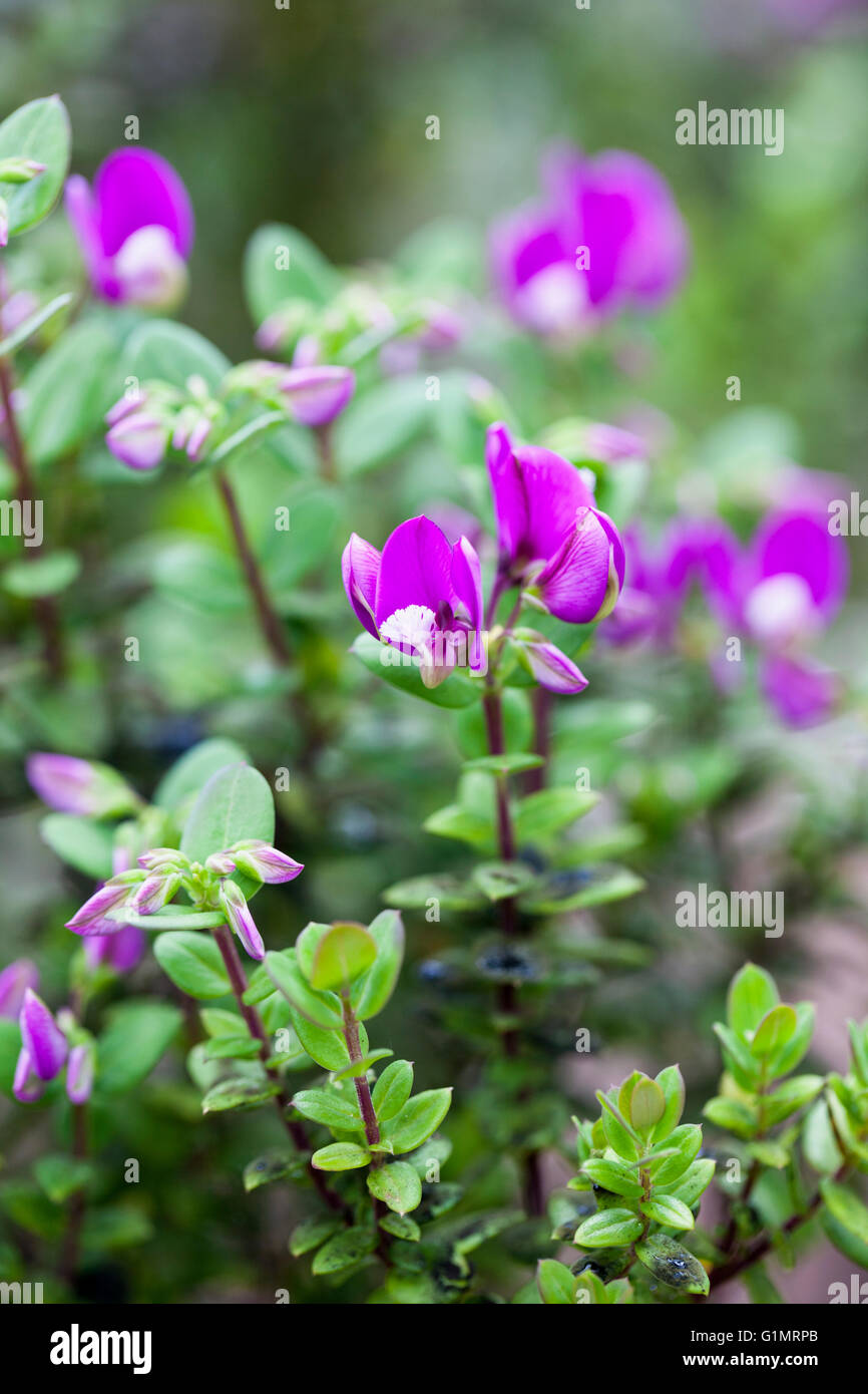 Nahaufnahme von Polygala fruticosa - Zwergblüte der Süßerbse im Frühjahr, UK Stockfoto