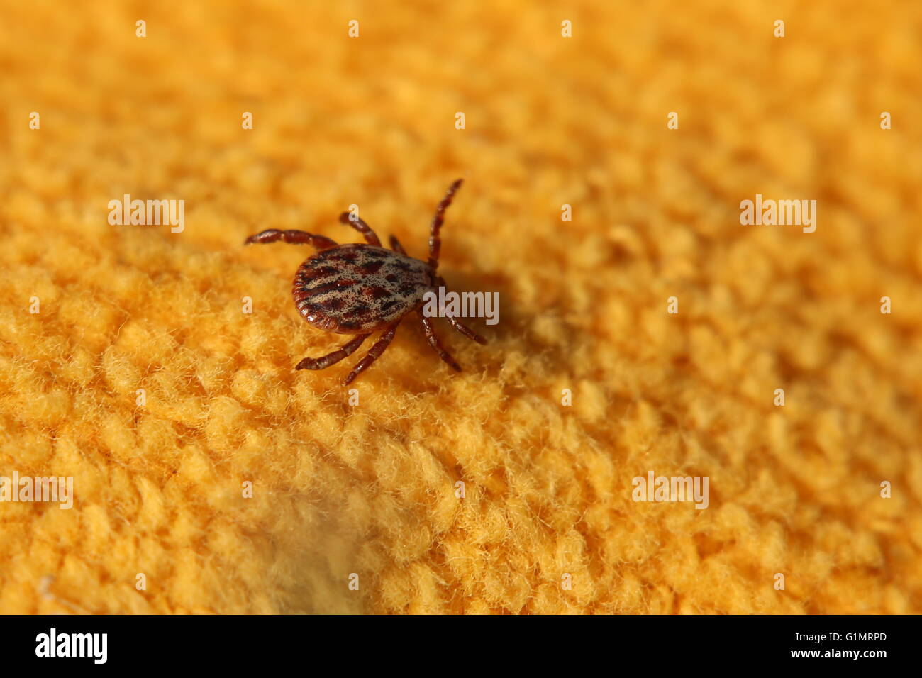 Eine europäische Zecken der Gattung Dermacentor Reticulatus. Stockfoto