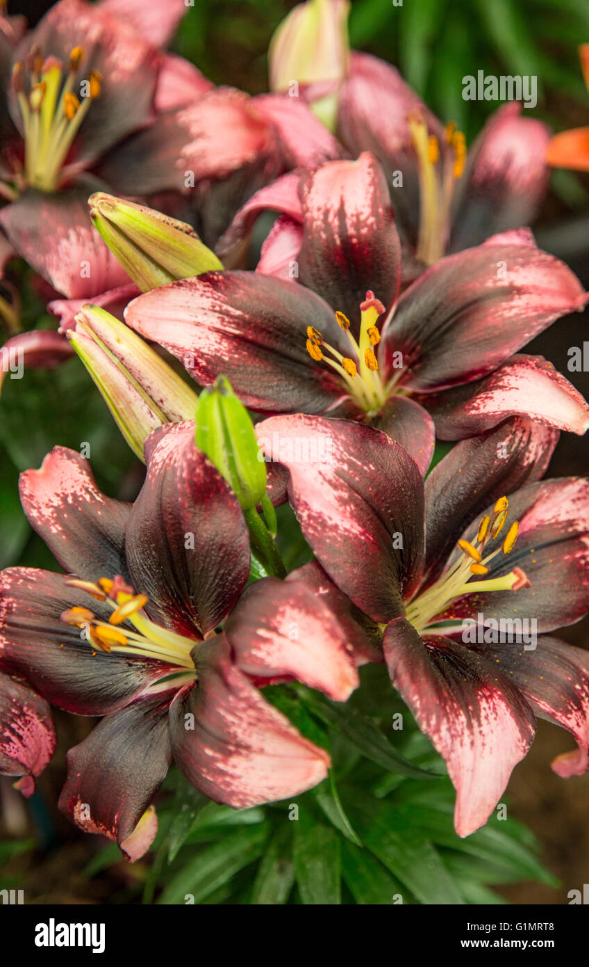 Lilie "kleine Gedichte" Stockfoto