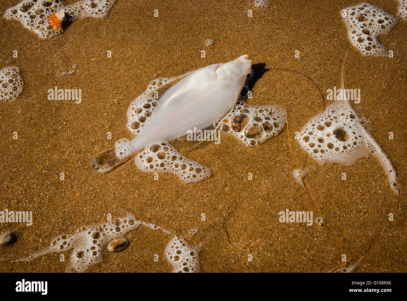 Fisch auf dem Sand auf den Nordsee-Strand Stockfoto