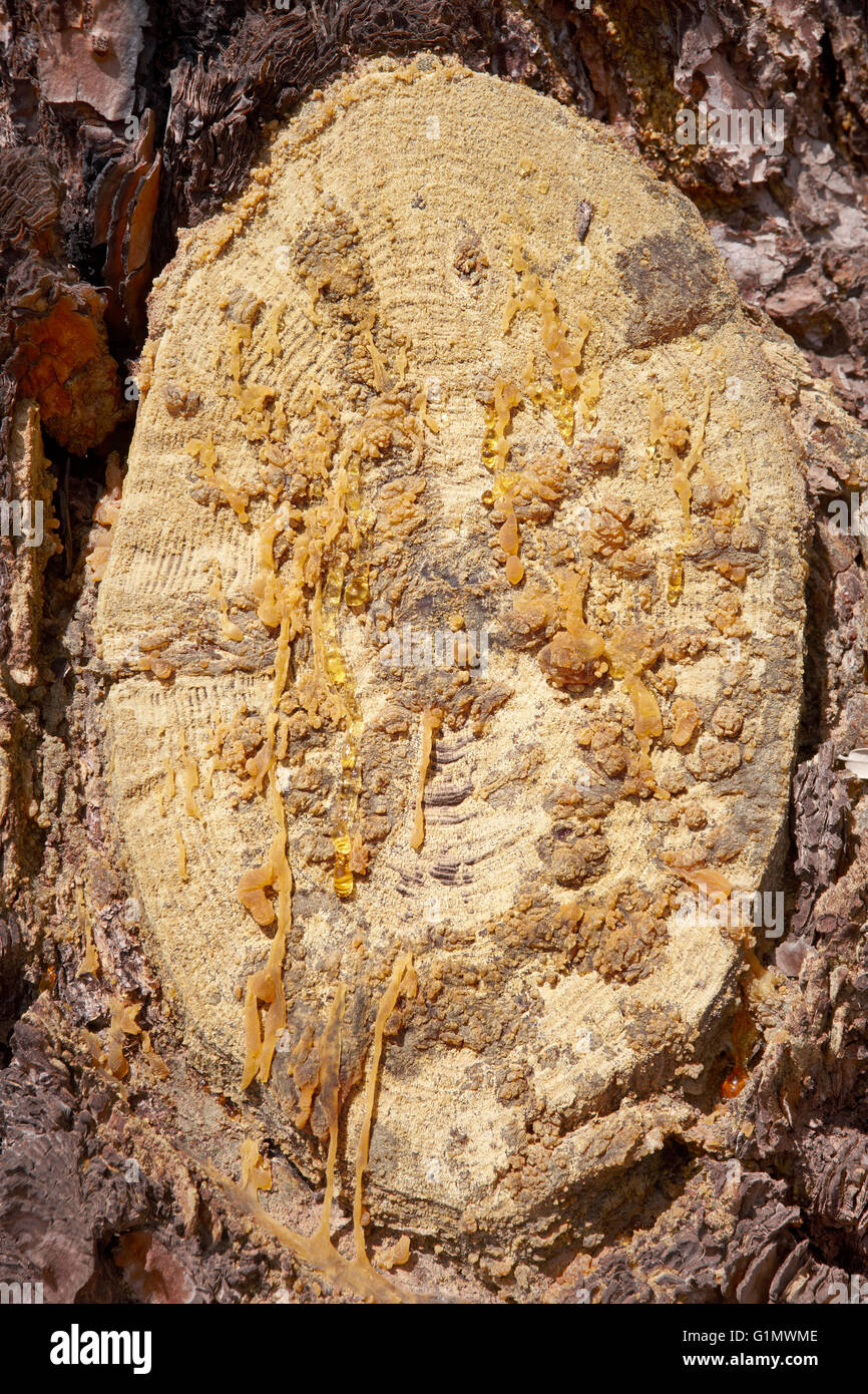 Naturharz Detail in einer Kiefer geschnitten Stamm. Spanien. Vertikal Stockfoto