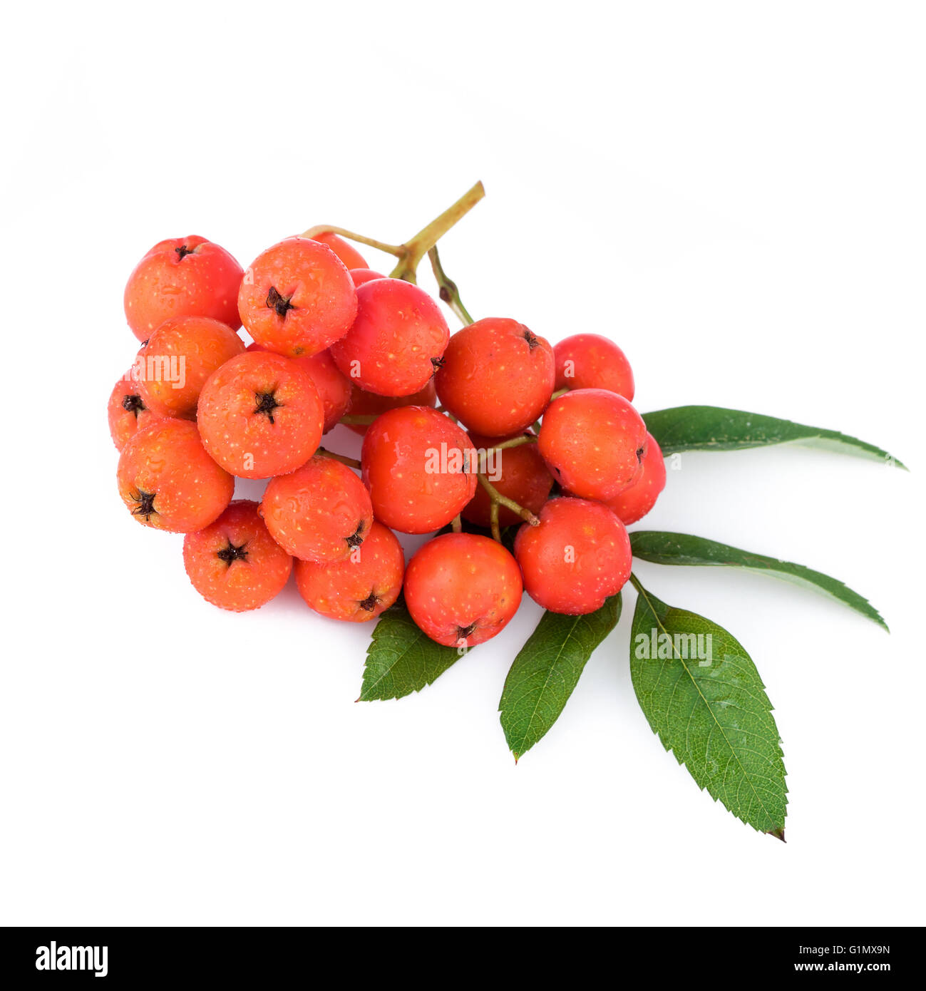 Vogelbeeren mit Blättern auf weißem Hintergrund. Closeup. Stockfoto