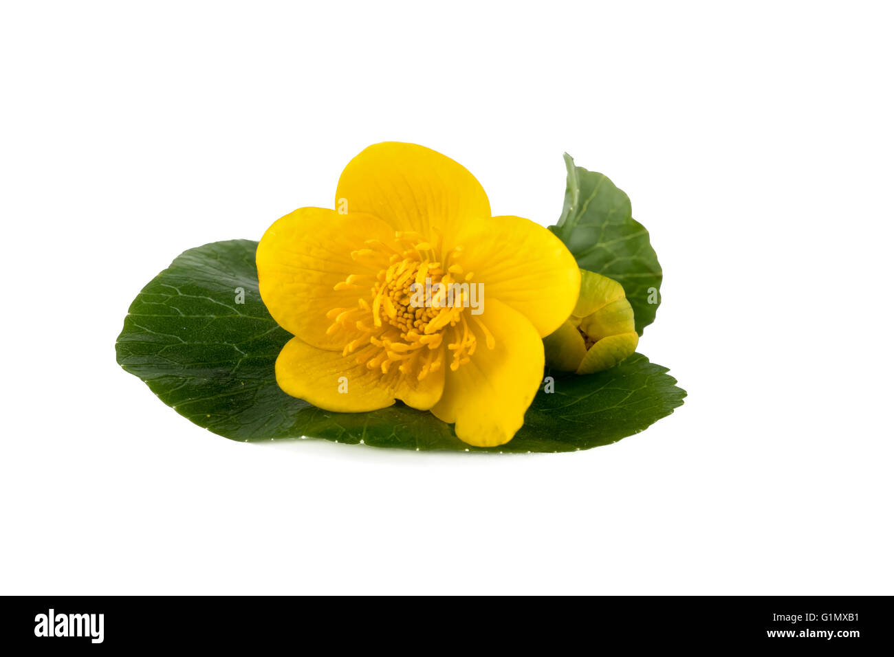 Gelbe Blüte Caltha (Caltha Palustris) auf weißem Hintergrund Stockfoto