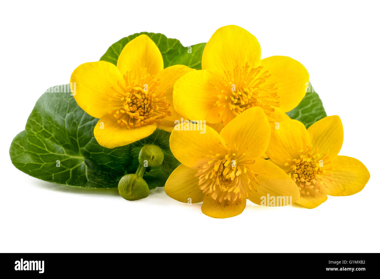 Gelben Blüten der Caltha (Caltha Palustris) auf weißem Hintergrund Stockfoto