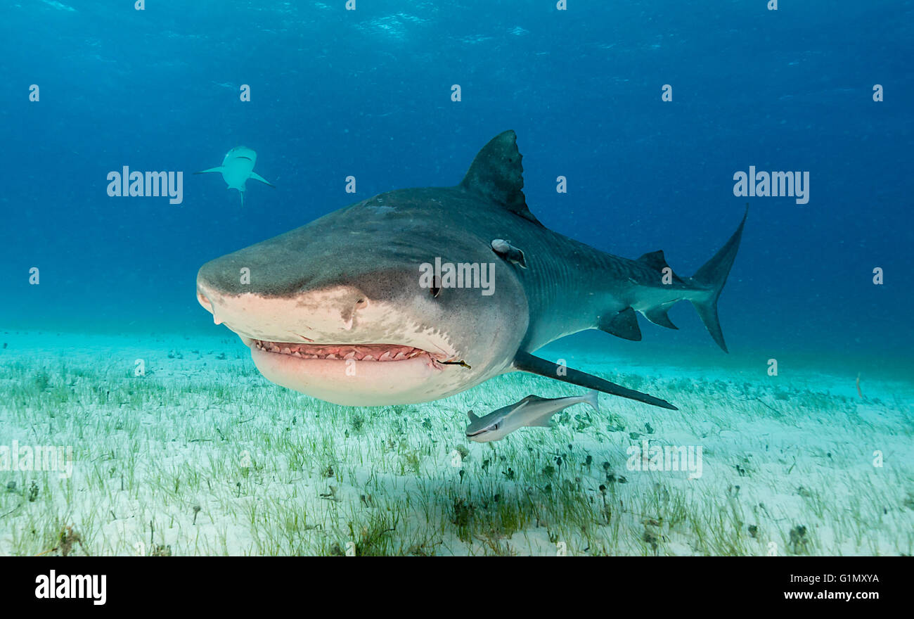 Tigerhai, Galeocerdo Cuvier, Unterwasser auf den Bahamas, Caribbean Stockfoto