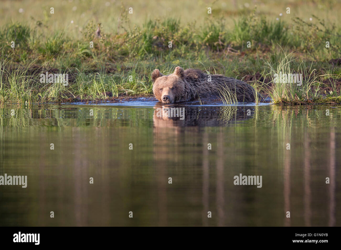 Braunbär, Schwimmen Stockfoto