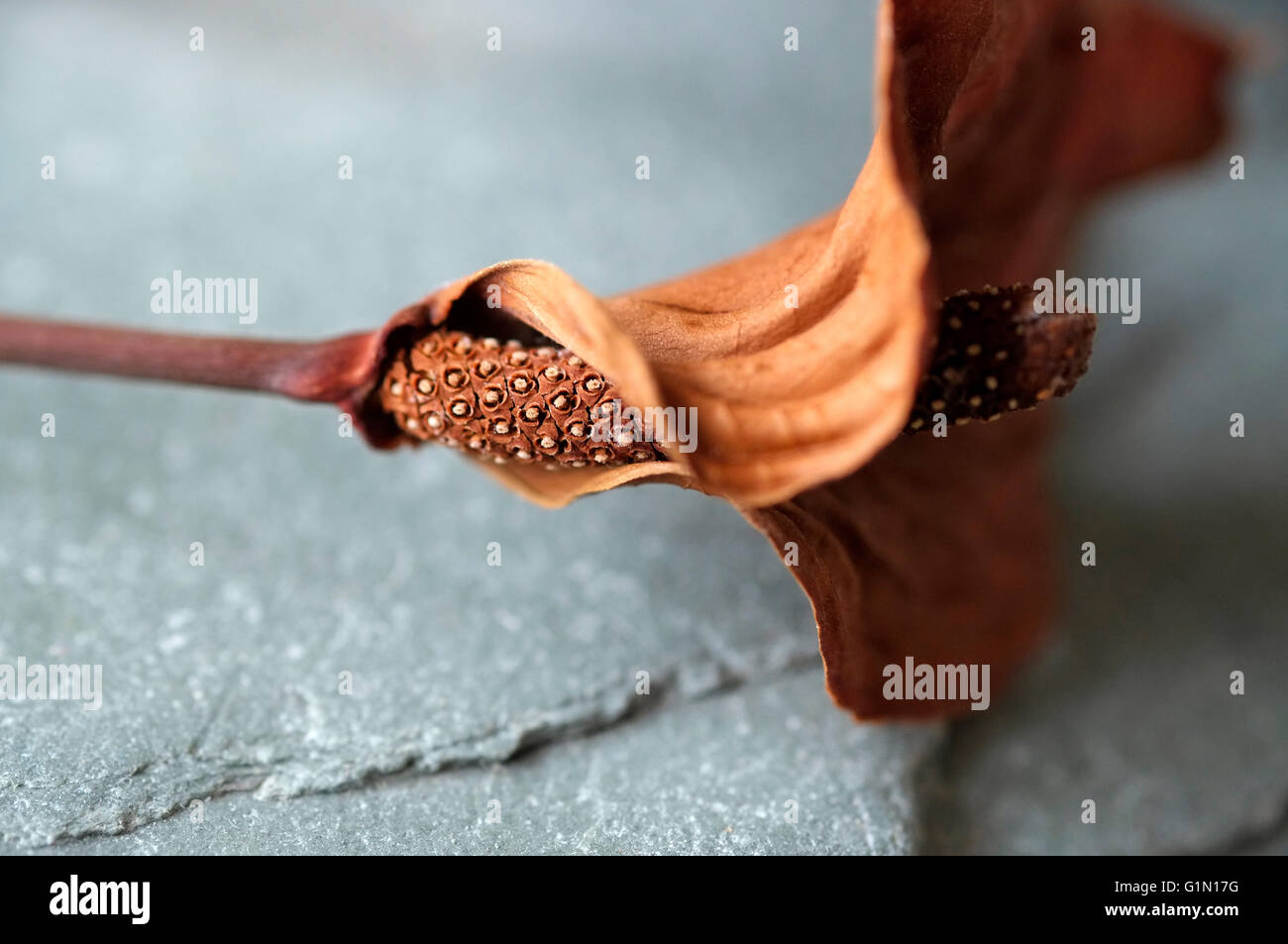 Braun getrocknet Flamingo-Blume auf grauem Schiefer Stockfoto