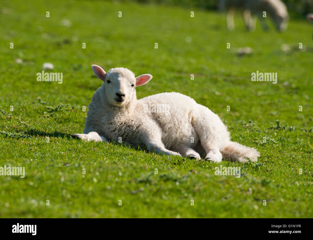 Ein Lamm genießen die Frühlingssonne auf Hopesay gemeinsam in Shropshire, England, UK. Stockfoto