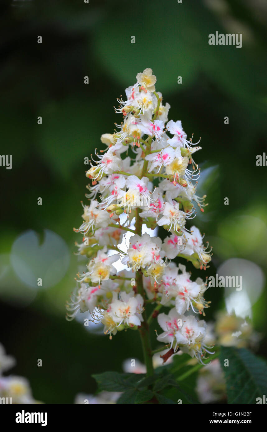 Rosskastanie Baum Blüte, Aesculus Hippocastanum. Stockfoto