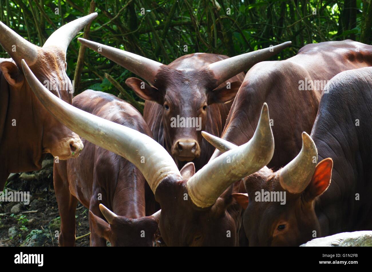 Taman Safari Cisarua Indonesien Stockfoto