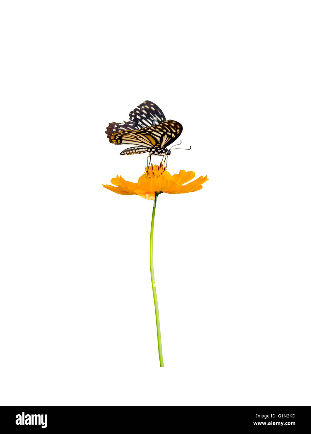 Schmetterlinge und Blumen, die isoliert auf weißem Hintergrund. Stockfoto