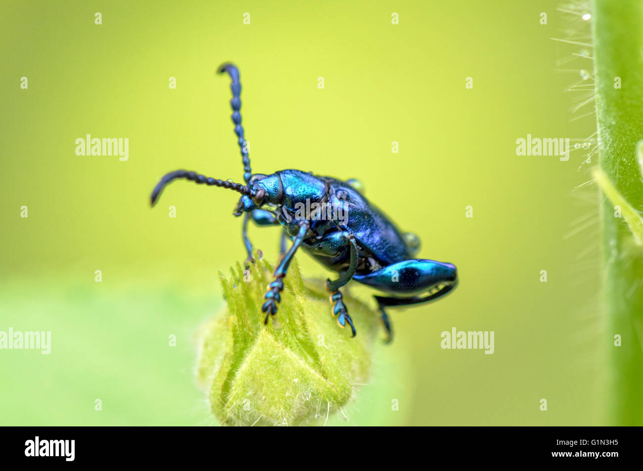 Chrysolina Coerulans Käfer mit glänzenden Metallic blau auf Rasen Blume Nahaufnahme Stockfoto