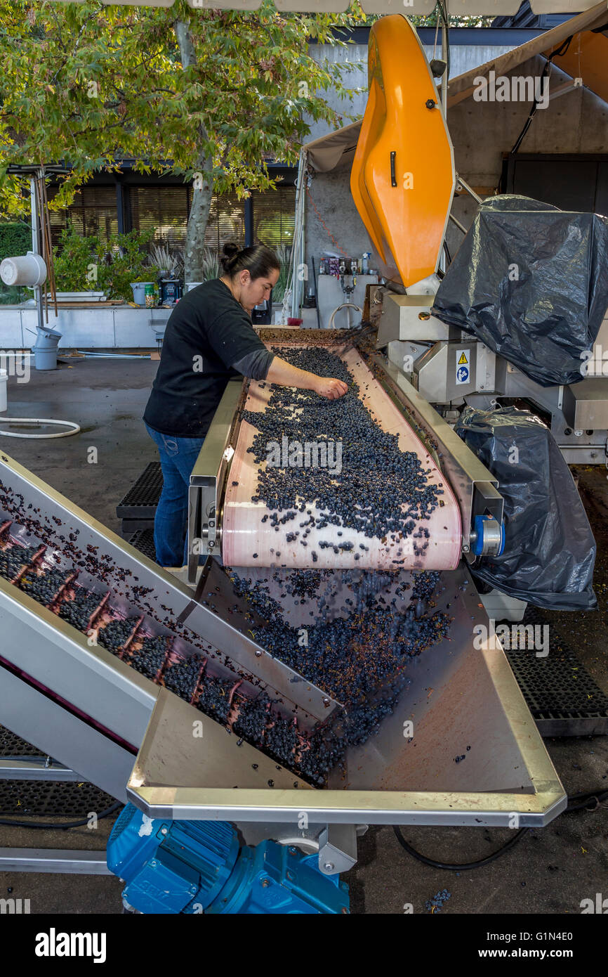 Arbeiter sortieren Trauben nach dem Abbeeren, crush Pad, Rutherford, Quintessa, Napa County, Kalifornien, Napa Valley Stockfoto