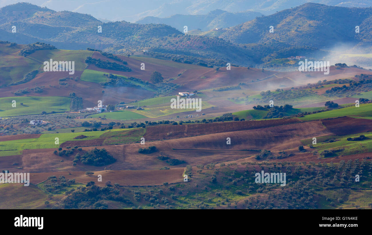 in der Nähe von Villanueva De La Concepción, Provinz Malaga, Andalusien, Südspanien.  Landwirtschaft.  Wachsende und brachliegende Felder ernten. Stockfoto