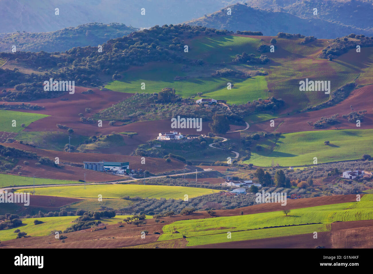 in der Nähe von Villanueva De La Concepción, Provinz Malaga, Andalusien, Südspanien.  Landwirtschaft.  Wachsende und brachliegende Felder ernten. Stockfoto