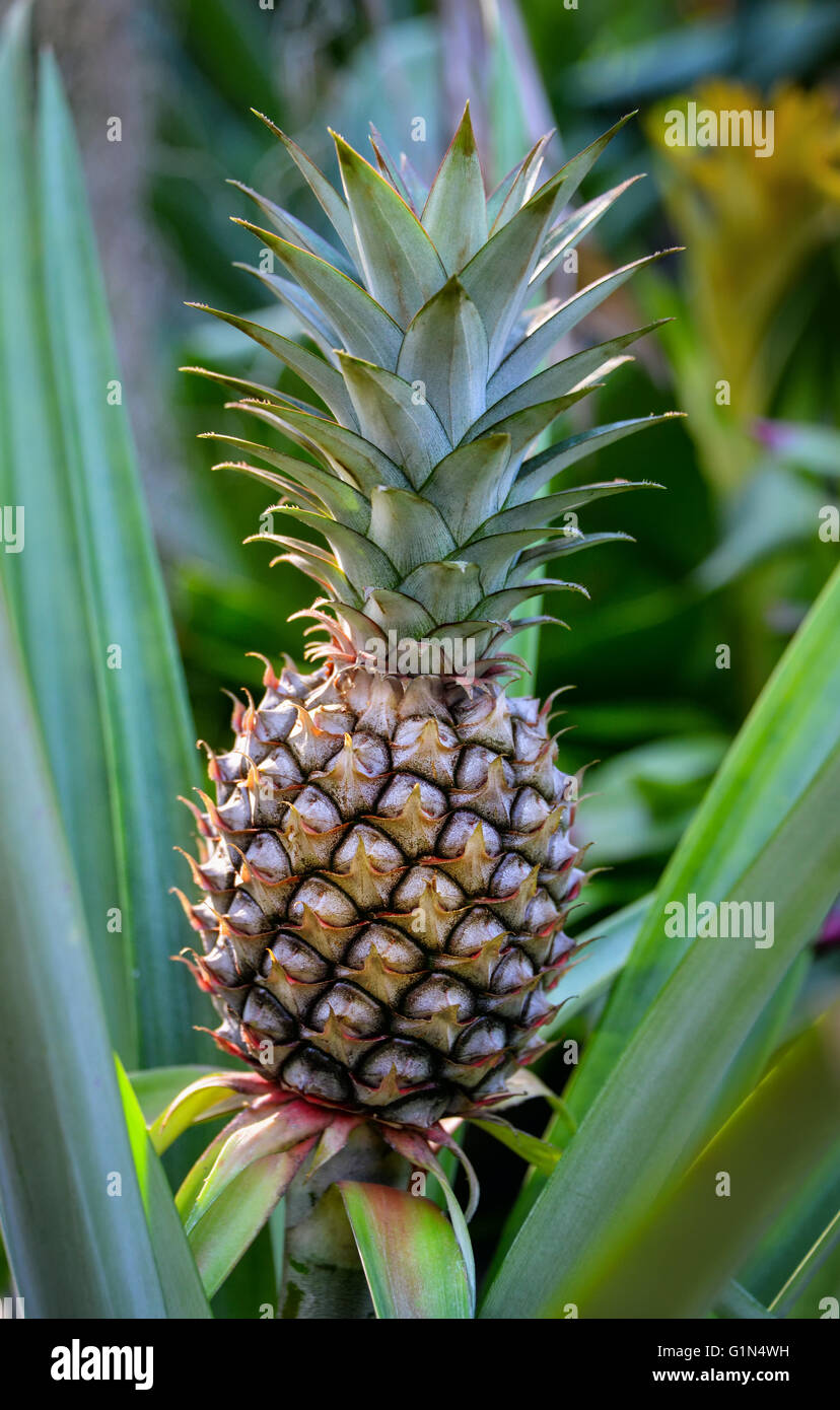 Nahaufnahme von wachsende Ananas Pflanze Stockfoto