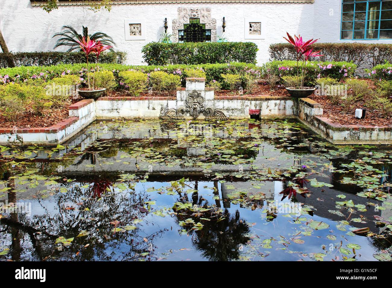 Anlage Teich Reflexion Stockfoto