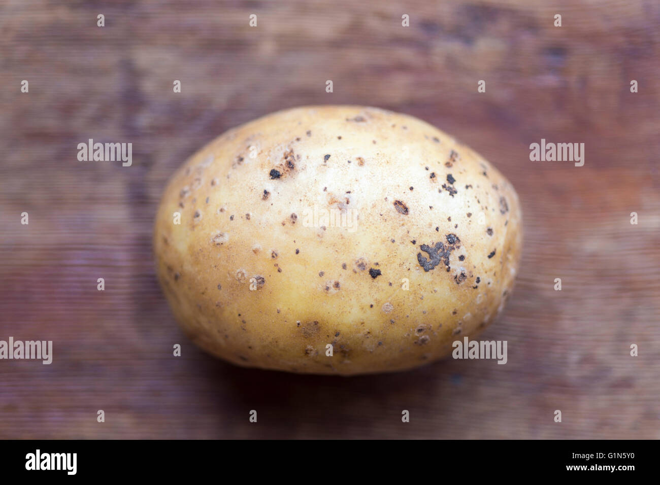 einzigen Kartoffel Closeup mit selektiven Fokus auf Vorderteil Stockfoto