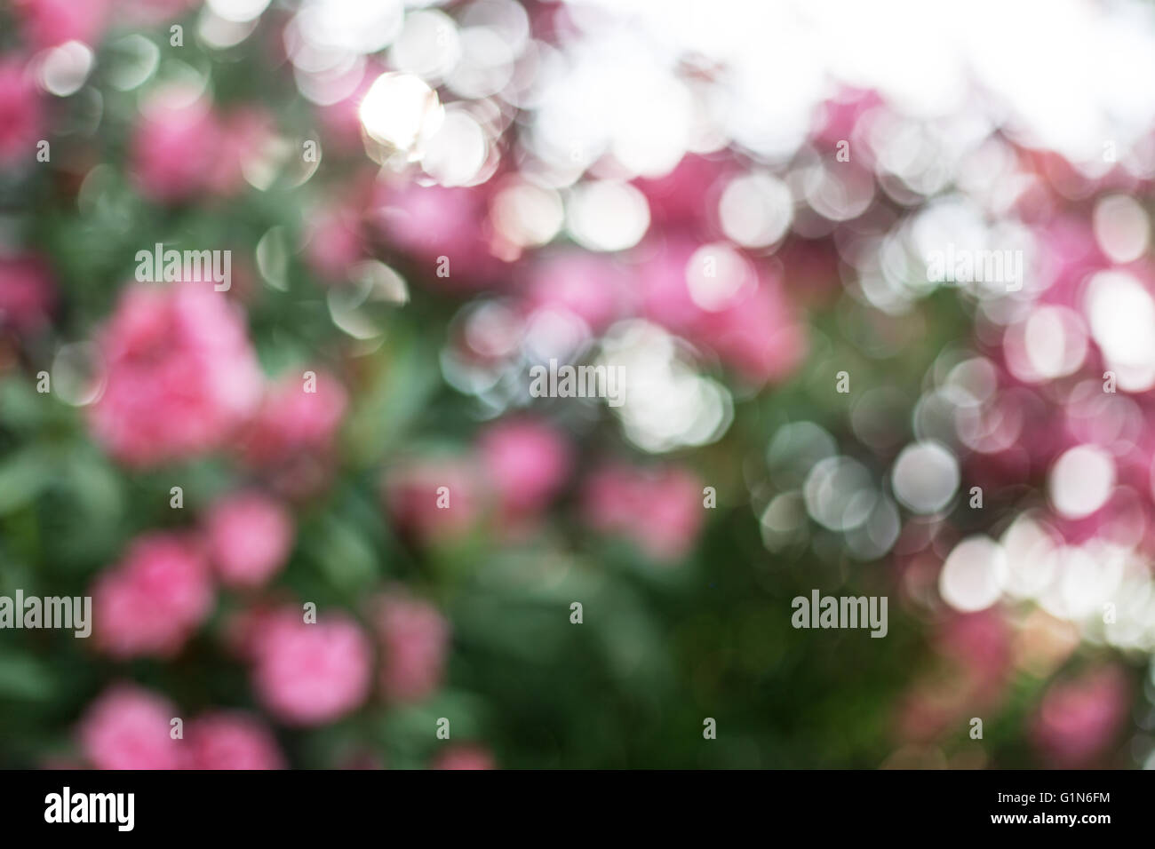 Der natürliche Hintergrund jedoch unscharf. Blühenden Oleander Strauch. Stockfoto